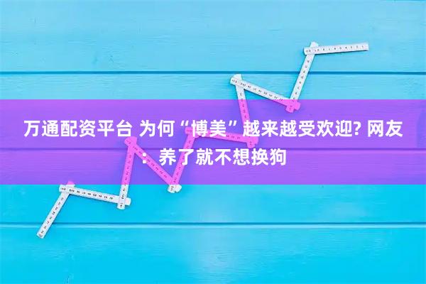 万通配资平台 为何“博美”越来越受欢迎? 网友：养了就不想换狗